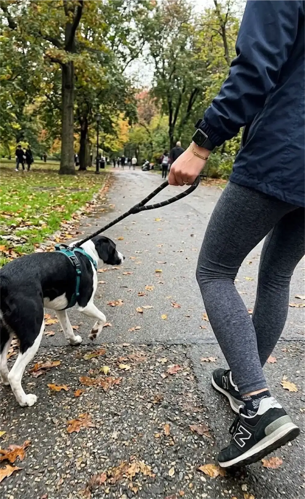 walking dog leash sneakers outdoors morning walk exercise trauma bond recovery therapy